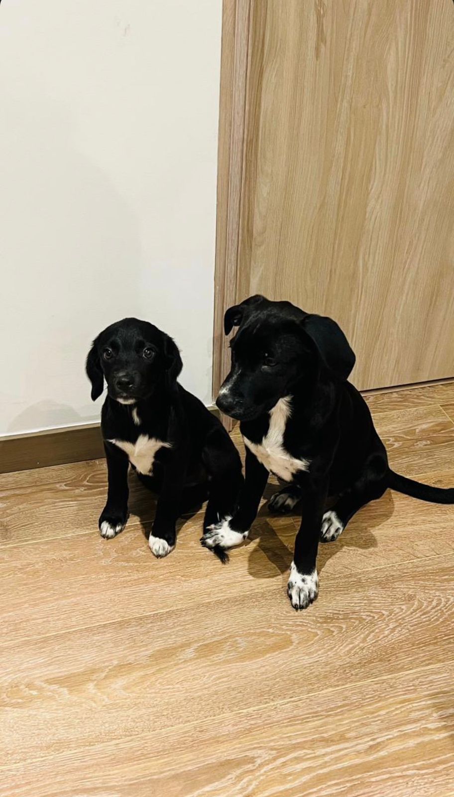Bruna y Nala